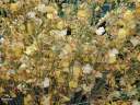 flowers_02.jpg