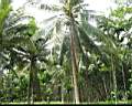 nature_Chumphon_01.jpg
