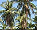 nature_Chumphon_02.jpg