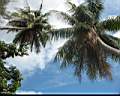 nature_Chumphon_03.jpg