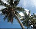 nature_Chumphon_04.jpg