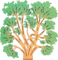 Indoeuropean tree